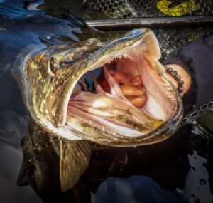 Grosse tête de brochet de plus du mètre pêché en irlande